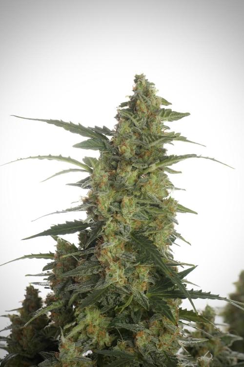 Lemon Cherry Gelato YumYum. Week 13 - Lemon Cherry Gelato no Veg 12-12 from seed