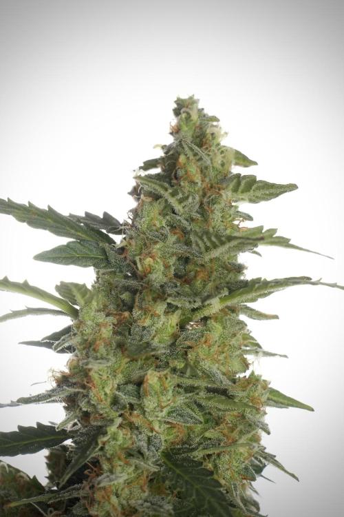Lemon Cherry Gelato YumYum. Week 13 - Lemon Cherry Gelato no Veg 12-12 from seed