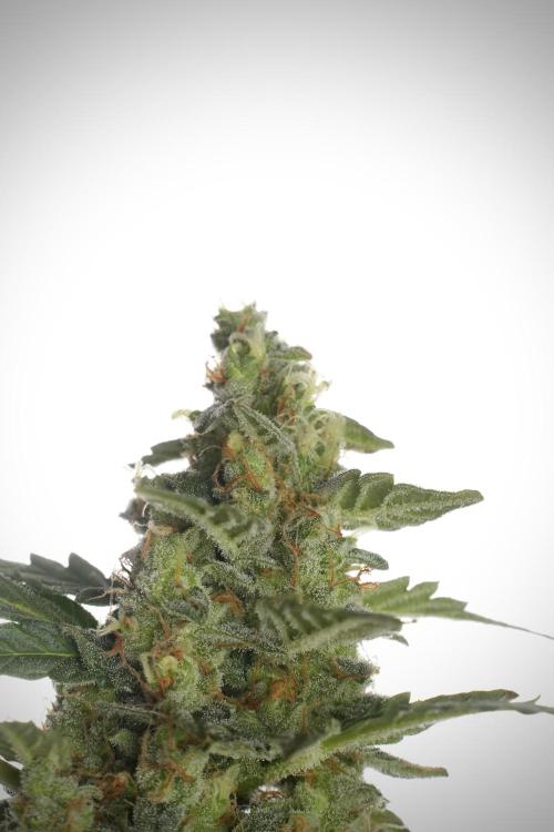 Lemon Cherry Gelato YumYum. Week 13 - Lemon Cherry Gelato no Veg 12-12 from seed