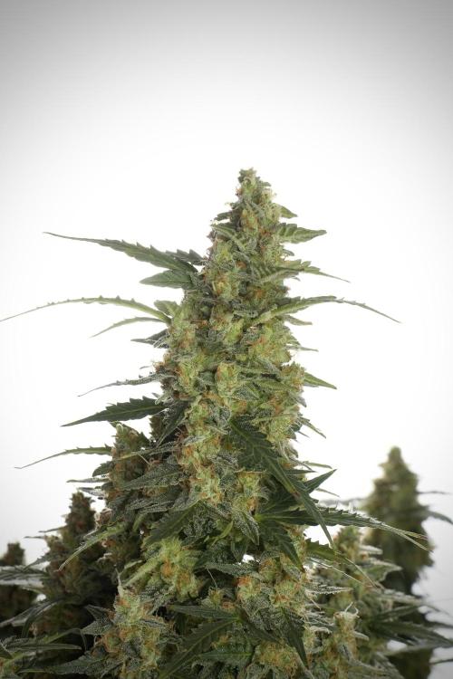 Lemon Cherry Gelato YumYum. Week 13 - Lemon Cherry Gelato no Veg 12-12 from seed