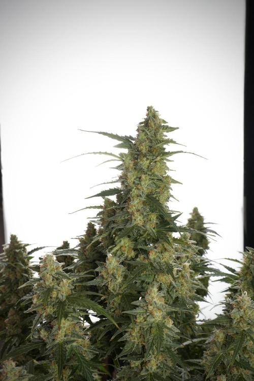 Lemon Cherry Gelato YumYum. Week 13 - Lemon Cherry Gelato no Veg 12-12 from seed