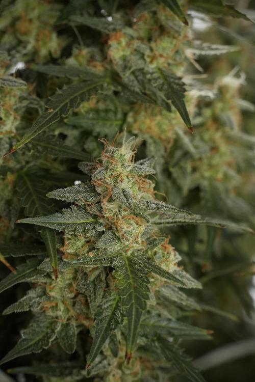 Lemon Cherry Gelato YumYum. Week 13 - Lemon Cherry Gelato no Veg 12-12 from seed