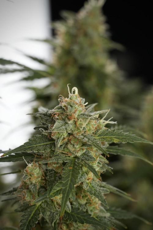Lemon Cherry Gelato YumYum. Week 13 - Lemon Cherry Gelato no Veg 12-12 from seed