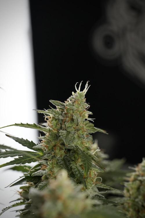 Lemon Cherry Gelato YumYum. Week 13 - Lemon Cherry Gelato no Veg 12-12 from seed