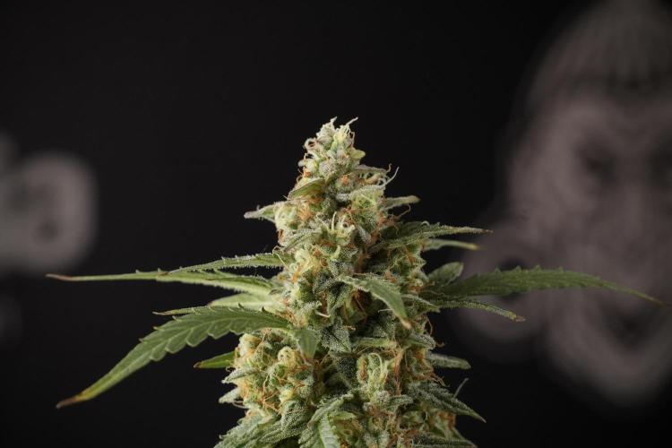 Lemon Cherry Gelato YumYum. Week 13 - Lemon Cherry Gelato no Veg 12-12 from seed