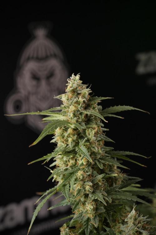 Lemon Cherry Gelato YumYum. Week 13 - Lemon Cherry Gelato no Veg 12-12 from seed