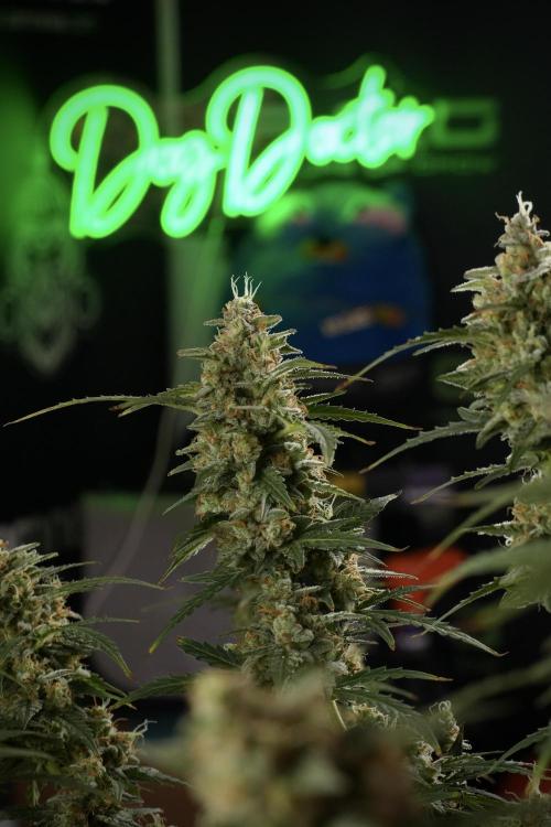 Lemon Cherry Gelato YumYum. Week 13 - Lemon Cherry Gelato no Veg 12-12 from seed