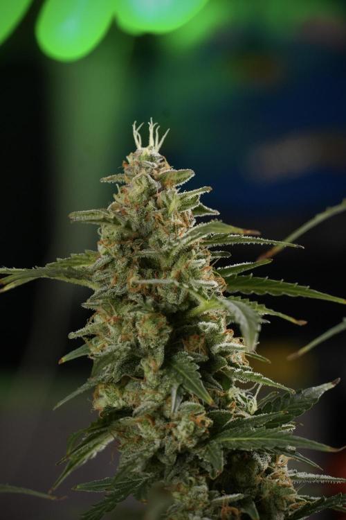 Lemon Cherry Gelato YumYum. Week 13 - Lemon Cherry Gelato no Veg 12-12 from seed