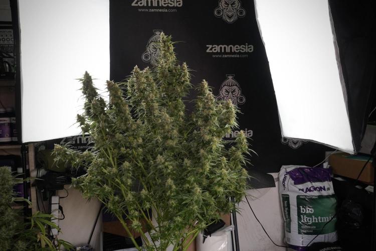 Lemon Cherry Gelato YumYum. Week 13 - Lemon Cherry Gelato no Veg 12-12 from seed