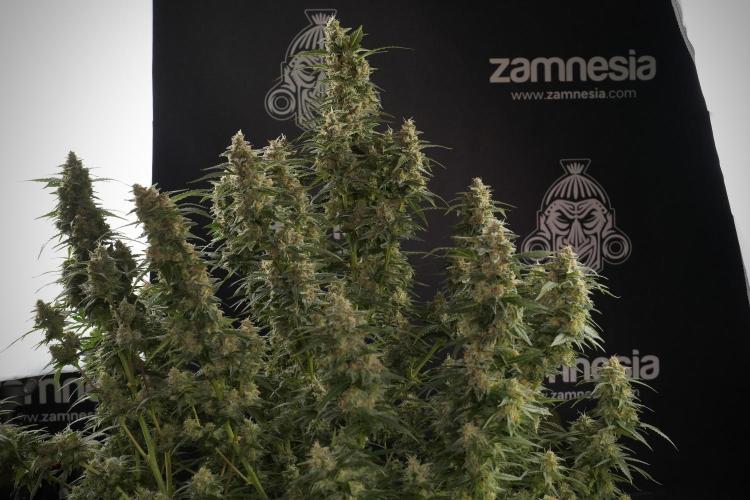 Lemon Cherry Gelato YumYum. Week 13 - Lemon Cherry Gelato no Veg 12-12 from seed