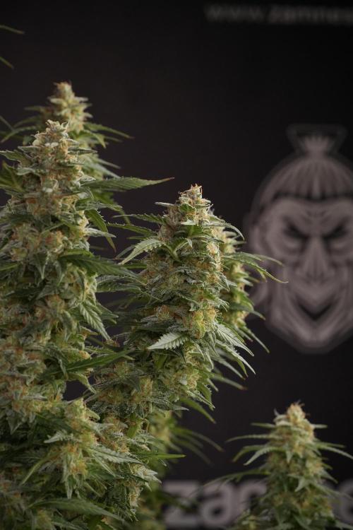 Lemon Cherry Gelato YumYum. Week 13 - Lemon Cherry Gelato no Veg 12-12 from seed
