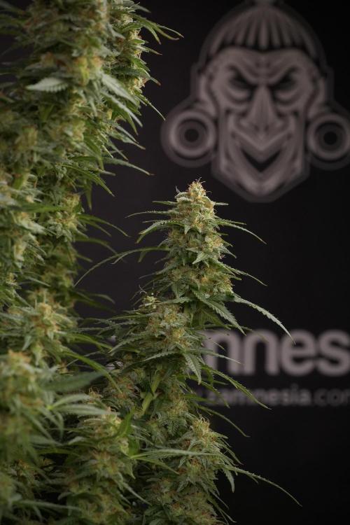 Lemon Cherry Gelato YumYum. Week 13 - Lemon Cherry Gelato no Veg 12-12 from seed