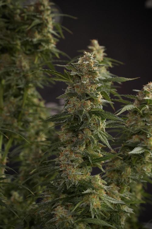 Lemon Cherry Gelato YumYum. Week 13 - Lemon Cherry Gelato no Veg 12-12 from seed