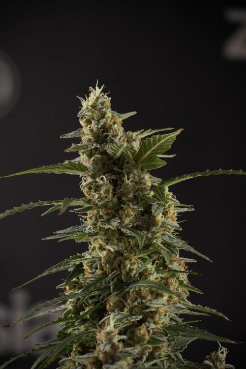 Lemon Cherry Gelato YumYum. Week 13 - Lemon Cherry Gelato no Veg 12-12 from seed
