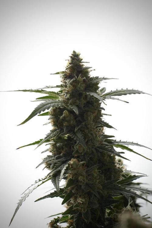 Lemon Cherry Gelato YumYum. Week 13 - Lemon Cherry Gelato no Veg 12-12 from seed