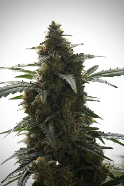 Lemon Cherry Gelato YumYum. Week 13 - Lemon Cherry Gelato no Veg 12-12 from seed