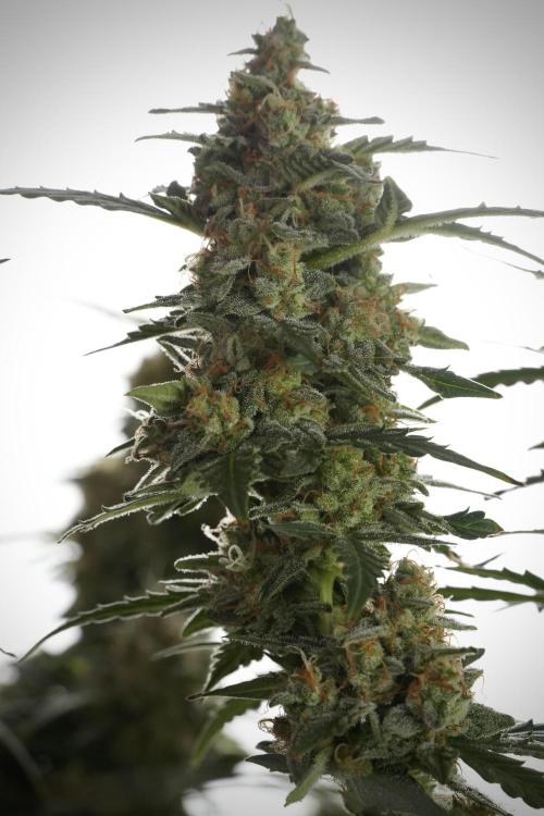 Lemon Cherry Gelato YumYum. Week 13 - Lemon Cherry Gelato no Veg 12-12 from seed