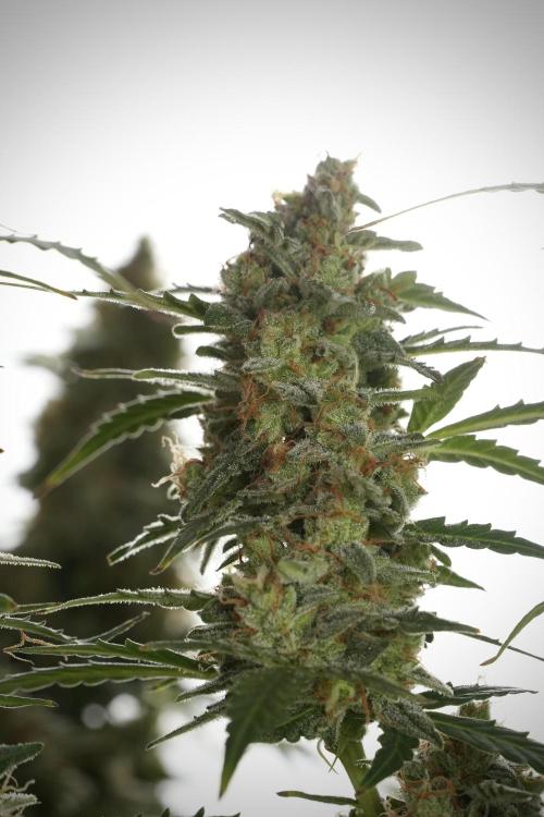 Lemon Cherry Gelato YumYum. Week 13 - Lemon Cherry Gelato no Veg 12-12 from seed