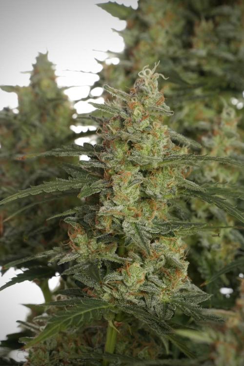 Lemon Cherry Gelato YumYum. Week 13 - Lemon Cherry Gelato no Veg 12-12 from seed