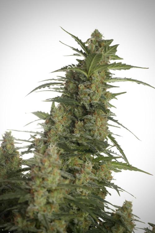 Lemon Cherry Gelato YumYum. Week 13 - Lemon Cherry Gelato no Veg 12-12 from seed