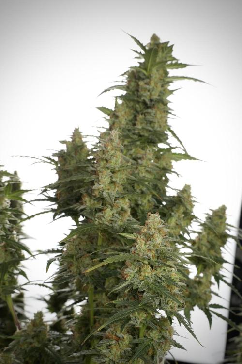Lemon Cherry Gelato YumYum. Week 13 - Lemon Cherry Gelato no Veg 12-12 from seed