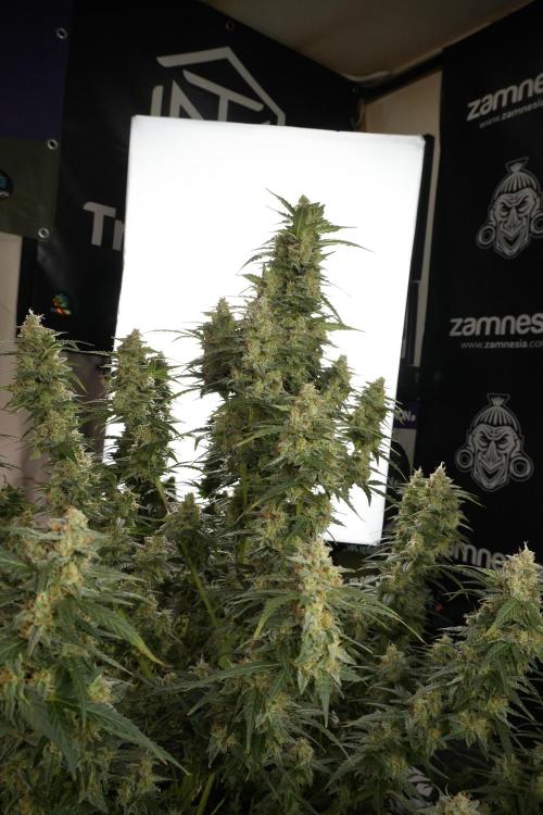 Lemon Cherry Gelato YumYum. Week 13 - Lemon Cherry Gelato no Veg 12-12 from seed