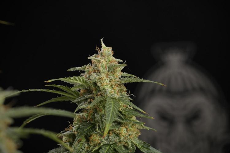 Lemon Cherry Gelato YumYum. Week 13 - Lemon Cherry Gelato no Veg 12-12 from seed