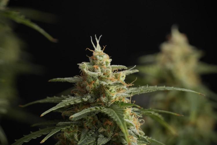 Lemon Cherry Gelato YumYum. Week 13 - Lemon Cherry Gelato no Veg 12-12 from seed