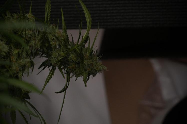 Lemon Cherry Gelato YumYum. Week 13 - Lemon Cherry Gelato no Veg 12-12 from seed