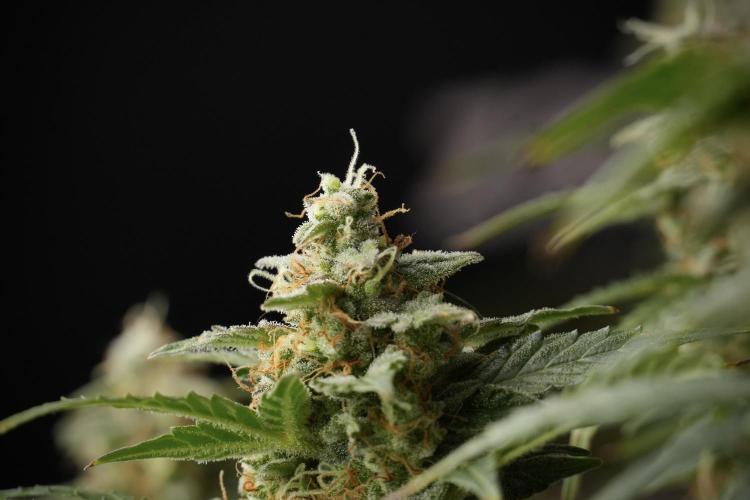 Lemon Cherry Gelato YumYum. Week 13 - Lemon Cherry Gelato no Veg 12-12 from seed