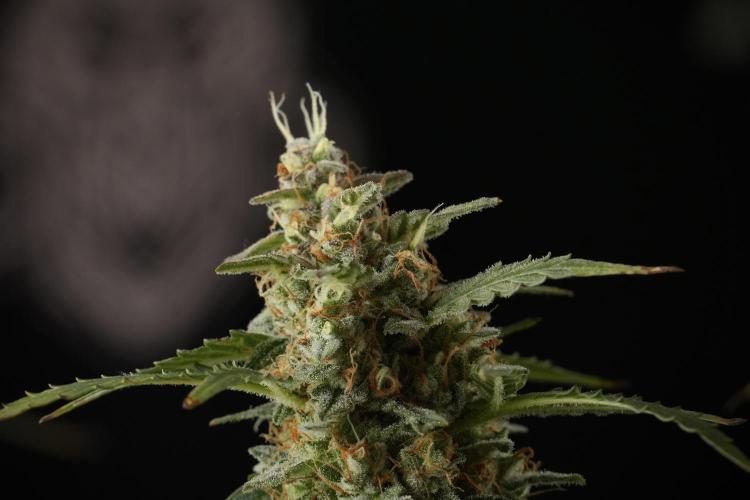 Lemon Cherry Gelato YumYum. Week 13 - Lemon Cherry Gelato no Veg 12-12 from seed