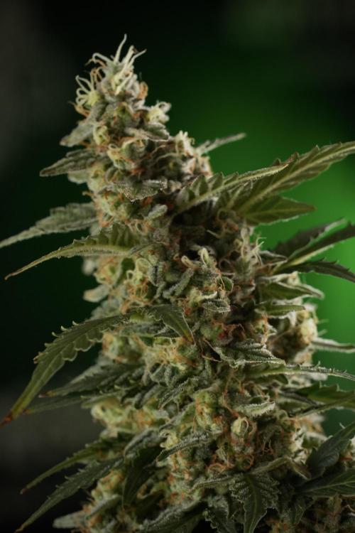 Lemon Cherry Gelato YumYum. Week 13 - Lemon Cherry Gelato no Veg 12-12 from seed