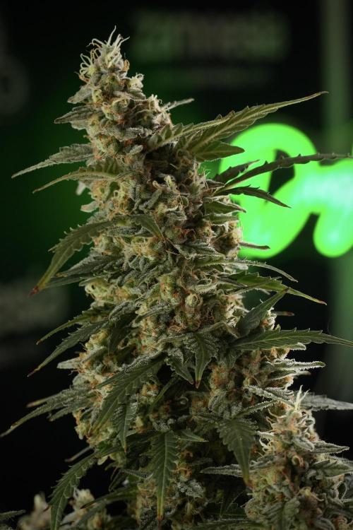 Lemon Cherry Gelato YumYum. Week 13 - Lemon Cherry Gelato no Veg 12-12 from seed