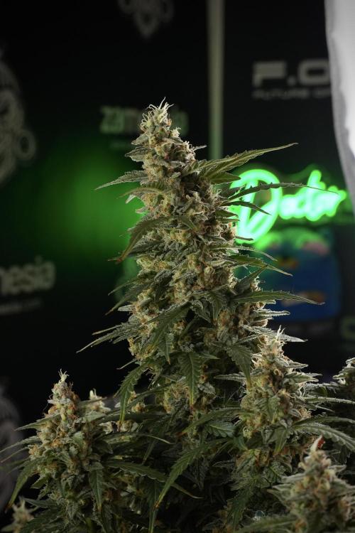 Lemon Cherry Gelato YumYum. Week 13 - Lemon Cherry Gelato no Veg 12-12 from seed