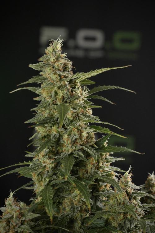 Lemon Cherry Gelato YumYum. Week 13 - Lemon Cherry Gelato no Veg 12-12 from seed