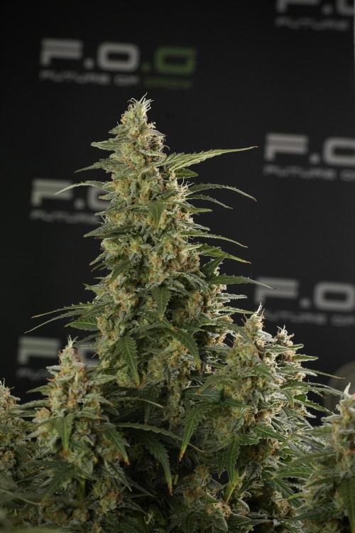 Lemon Cherry Gelato YumYum. Week 13 - Lemon Cherry Gelato no Veg 12-12 from seed