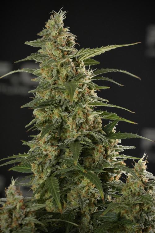 Lemon Cherry Gelato YumYum. Week 13 - Lemon Cherry Gelato no Veg 12-12 from seed
