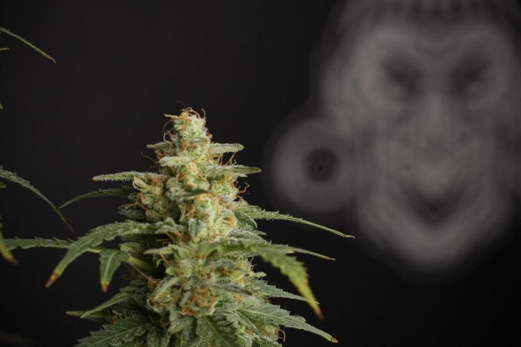 Lemon Cherry Gelato YumYum. Week 13 - Lemon Cherry Gelato no Veg 12-12 from seed