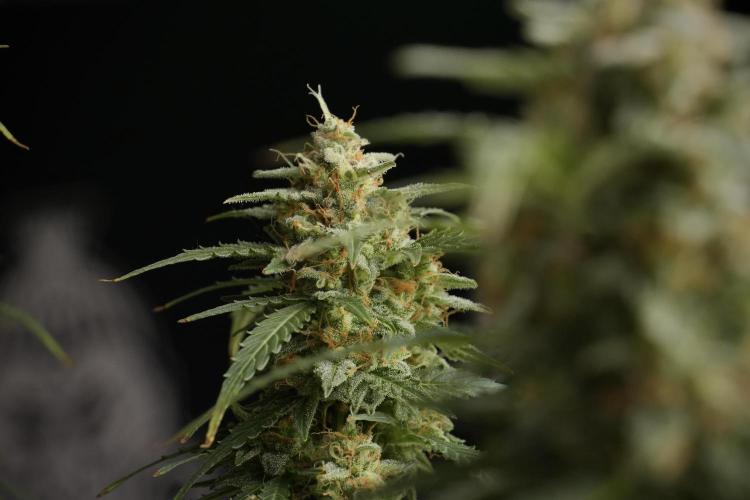 Lemon Cherry Gelato YumYum. Week 13 - Lemon Cherry Gelato no Veg 12-12 from seed