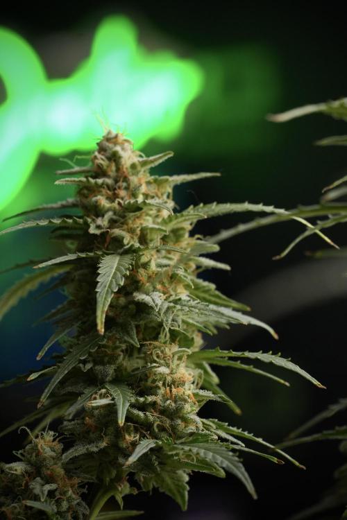 Lemon Cherry Gelato YumYum. Week 13 - Lemon Cherry Gelato no Veg 12-12 from seed
