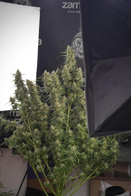 Lemon Cherry Gelato YumYum. Week 13 - Lemon Cherry Gelato no Veg 12-12 from seed