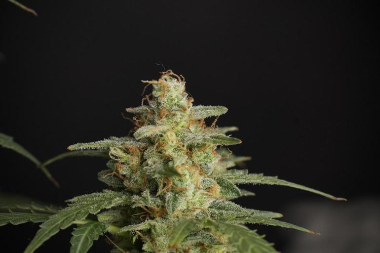 Lemon Cherry Gelato YumYum. Week 13 - Lemon Cherry Gelato no Veg 12-12 from seed