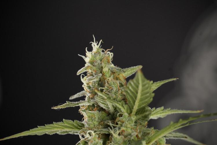 Lemon Cherry Gelato YumYum. Week 13 - Lemon Cherry Gelato no Veg 12-12 from seed