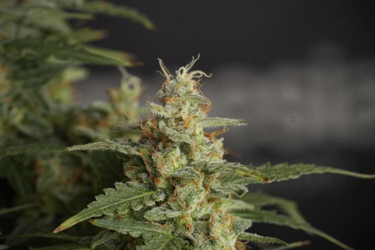 Lemon Cherry Gelato YumYum. Week 13 - Lemon Cherry Gelato no Veg 12-12 from seed