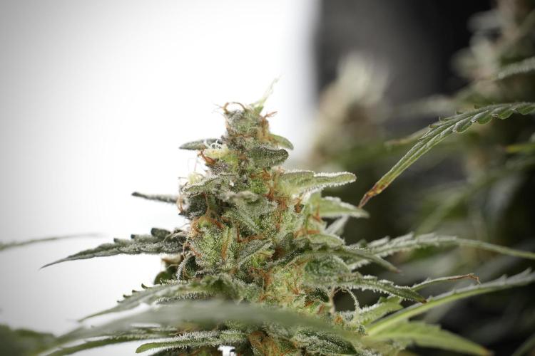 Lemon Cherry Gelato YumYum. Week 13 - Lemon Cherry Gelato no Veg 12-12 from seed