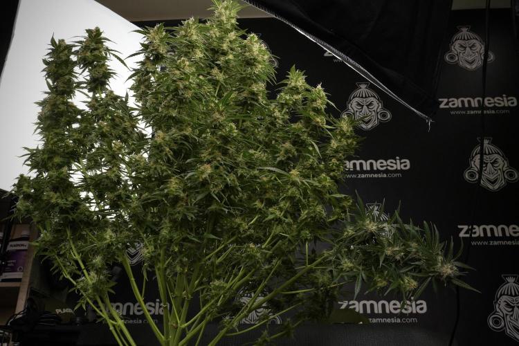 Lemon Cherry Gelato YumYum. Week 13 - Lemon Cherry Gelato no Veg 12-12 from seed