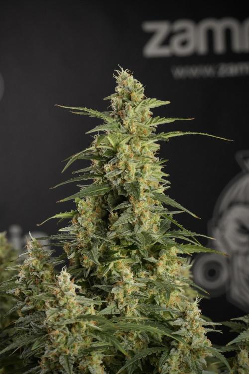 Lemon Cherry Gelato YumYum. Week 13 - Lemon Cherry Gelato no Veg 12-12 from seed