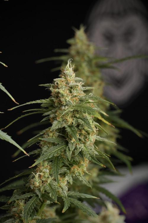 Lemon Cherry Gelato YumYum. Week 13 - Lemon Cherry Gelato no Veg 12-12 from seed