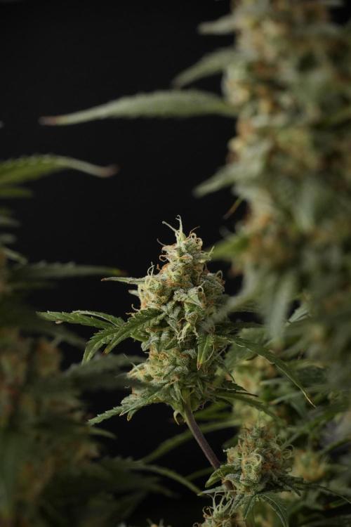 Lemon Cherry Gelato YumYum. Week 13 - Lemon Cherry Gelato no Veg 12-12 from seed
