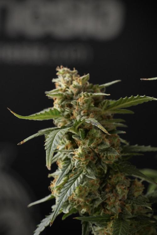 Lemon Cherry Gelato YumYum. Week 13 - Lemon Cherry Gelato no Veg 12-12 from seed